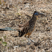 Lesser Roadrunner